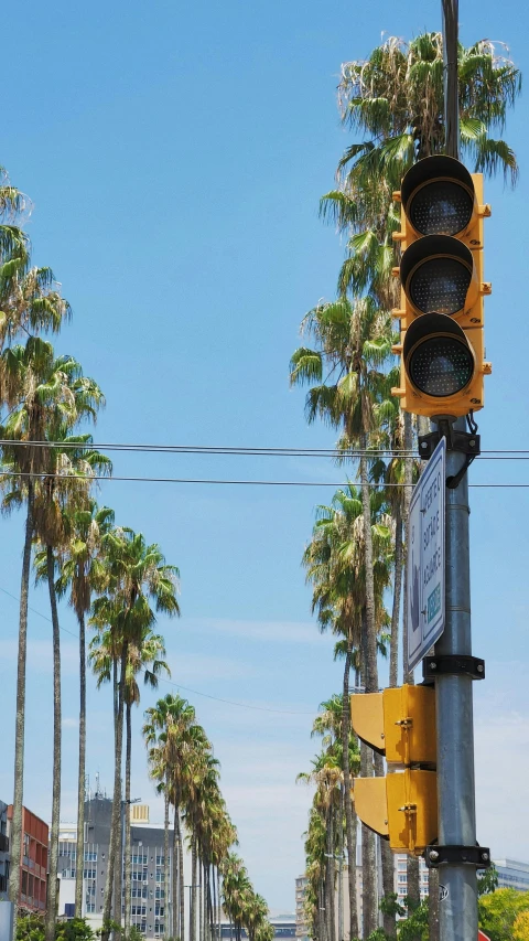 a stop light is mounted in palm trees
