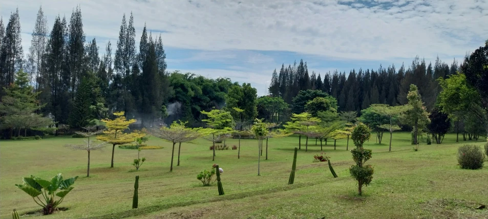 a grassy field with trees and bushes on the side