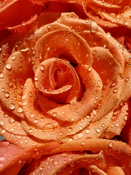 a rose that is sitting in the rain