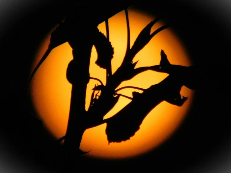 the nches of the tree, as silhouetted against a sun set