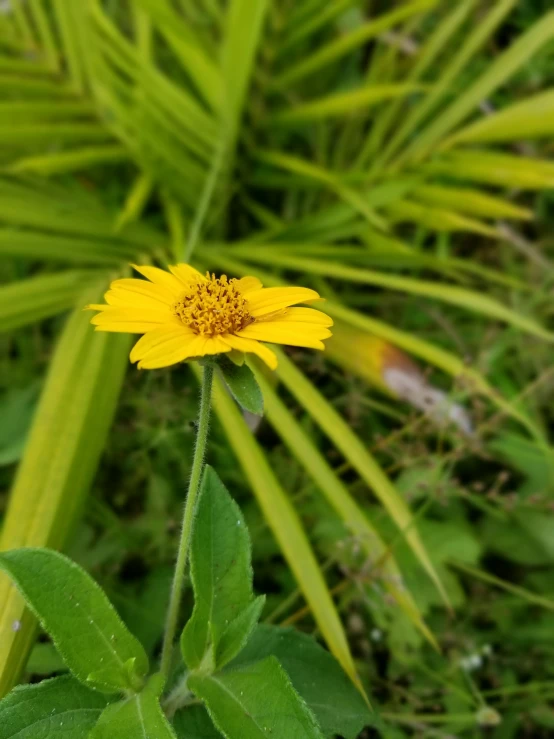 a close up po of a yellow flower with a green plant in the background