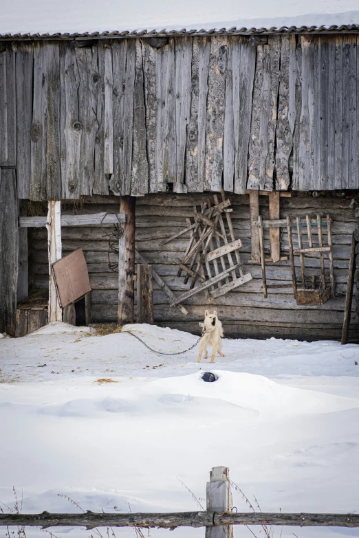 a brown dog is tied up to a wooden barn