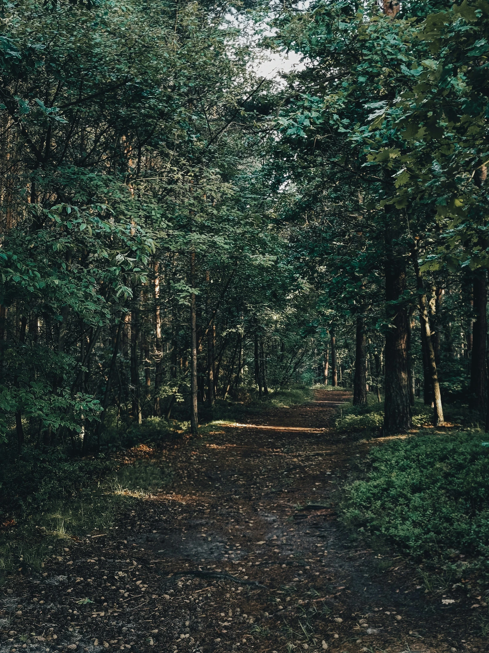 a path in the woods is surrounded by trees