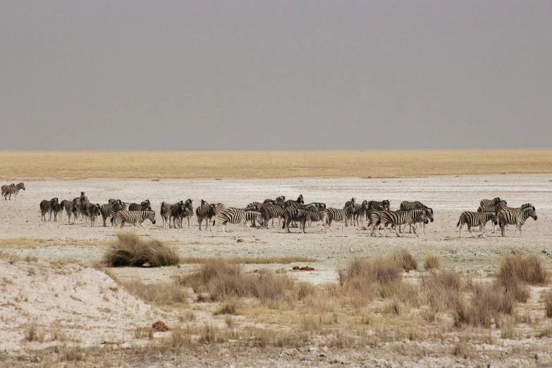 a herd of wild horses running across the desert