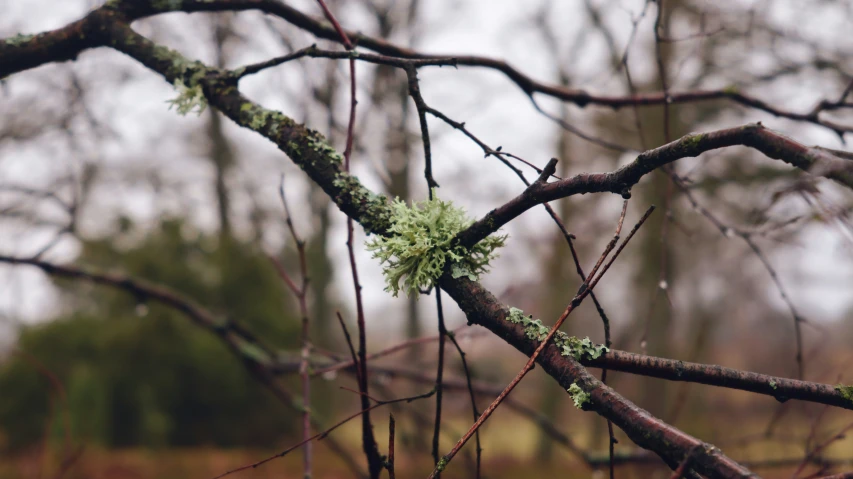 nches with green leaves and twigs hanging off of them