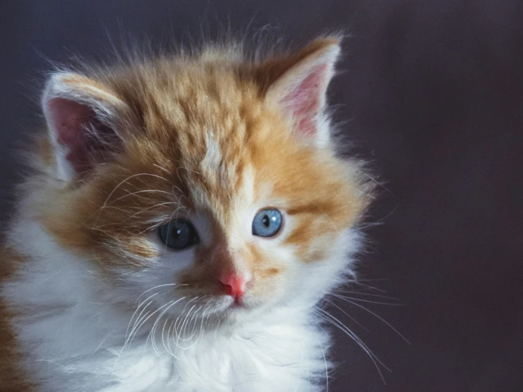 an orange and white kitten with blue eyes looking off to the side