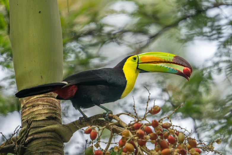 colorful bird standing in a tree next to a fruit filled nch