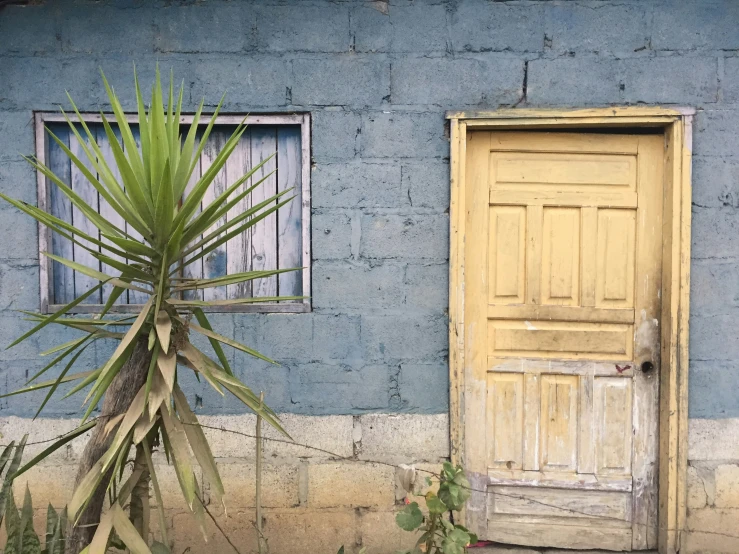 there is a palm tree in front of a house