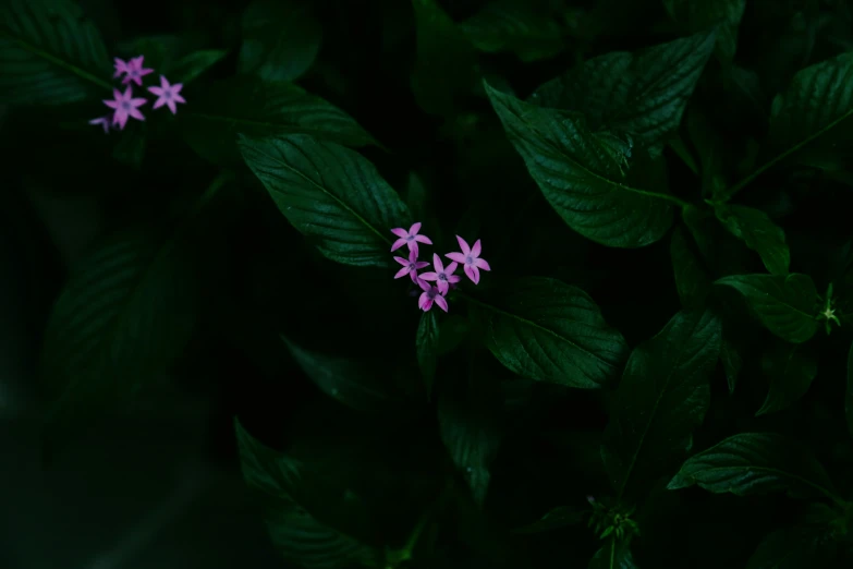 a cluster of pink flowers growing next to green leaves