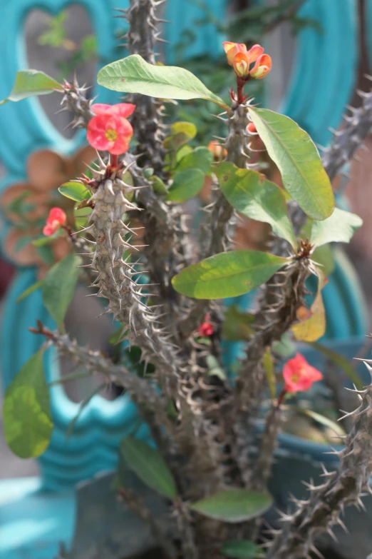 some red and green plants in front of a blue building