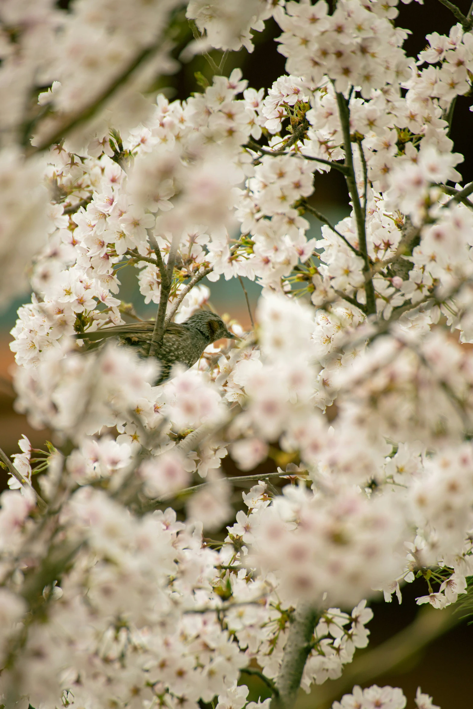 a close up image of a tree filled with white flowers