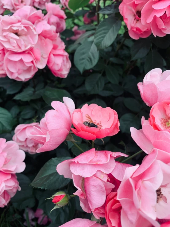 a closeup view of some pink flowers