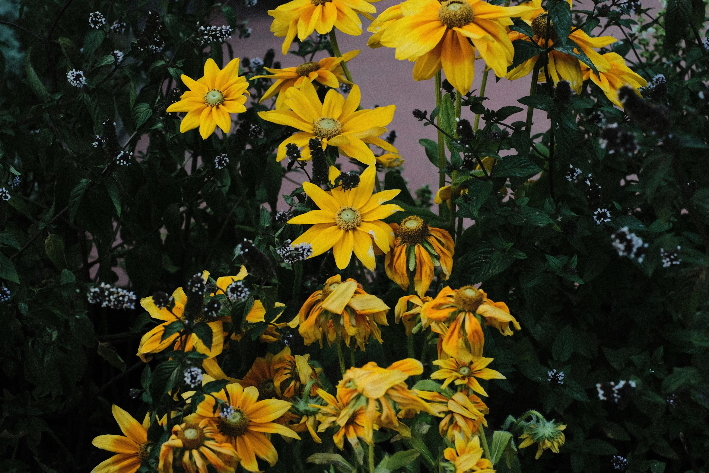 yellow flowers on tree with green leaves behind them