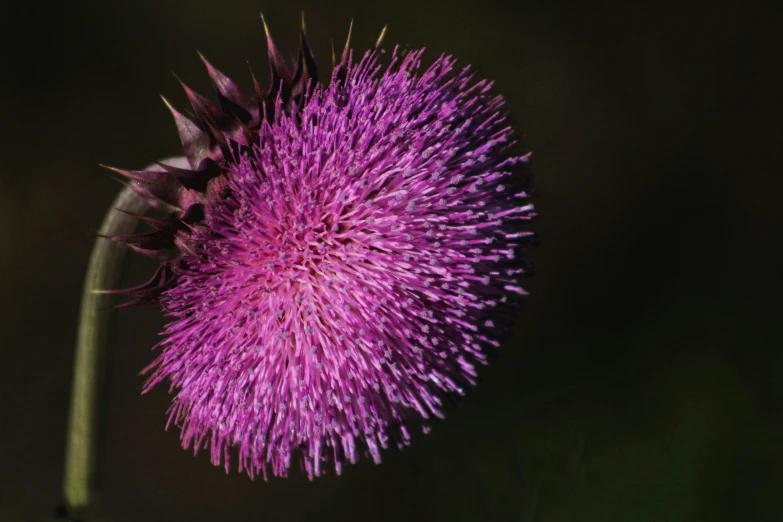 the large flower with purple leaves is in bloom