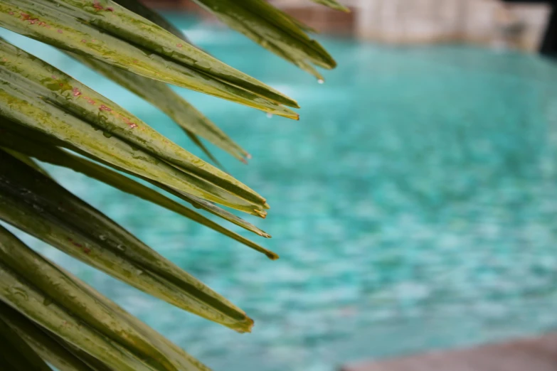 leaves hang on a green nch by a pool