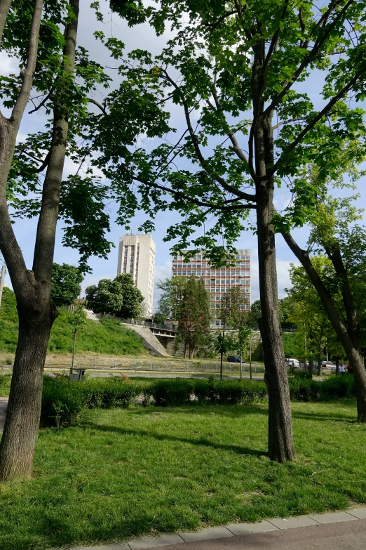 two trees and the grass in front of a park bench