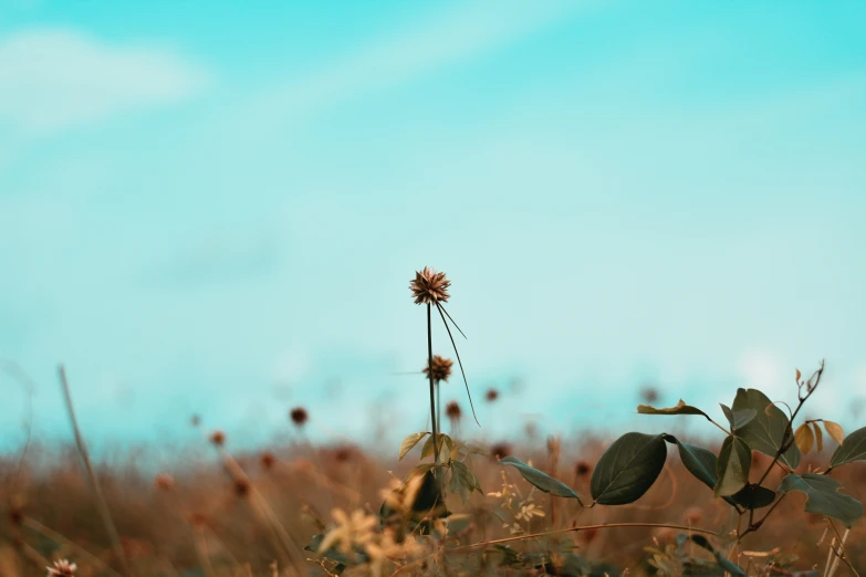 a tall flower is seen in an open field