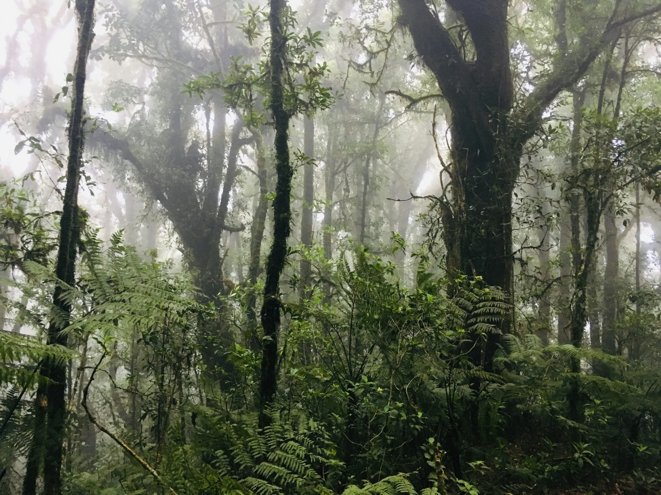 a forest filled with lots of trees covered in rain