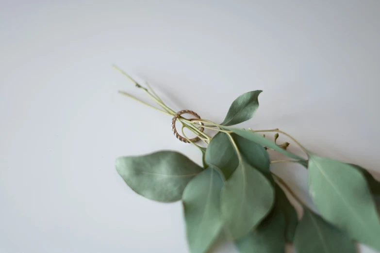 a close up po of a bunch of eucalyptus leaves