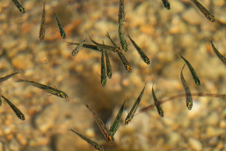 small group of fish in water looking for food