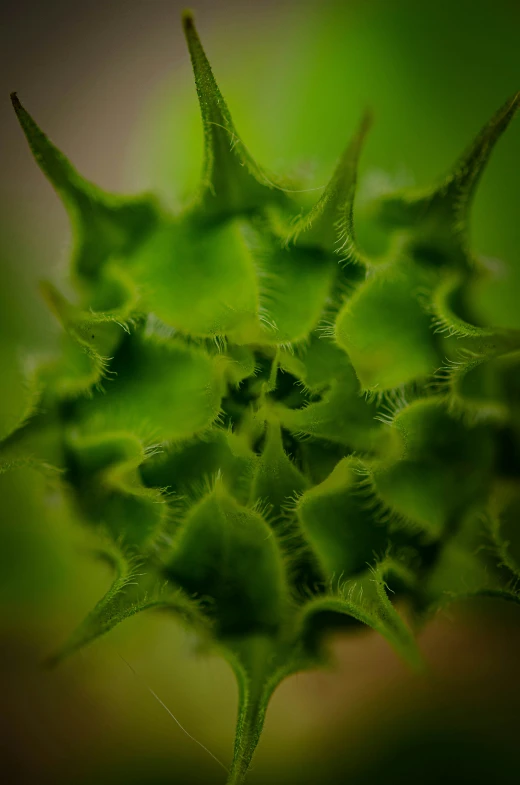 a close up of a very green plant with the center of its body and a stem pointing upward