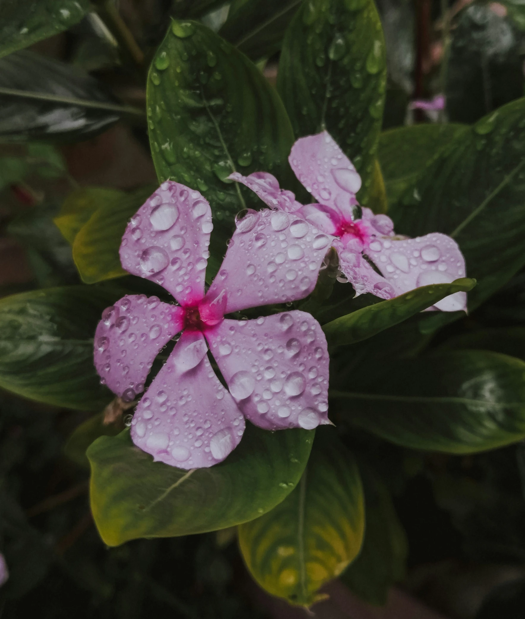 a beautiful pink flower is covered with water drops