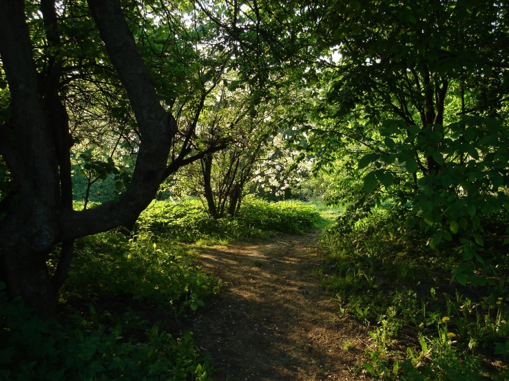 a dirt path with trees in the back