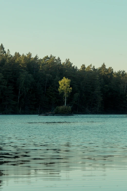 an almost empty lake in the middle of trees