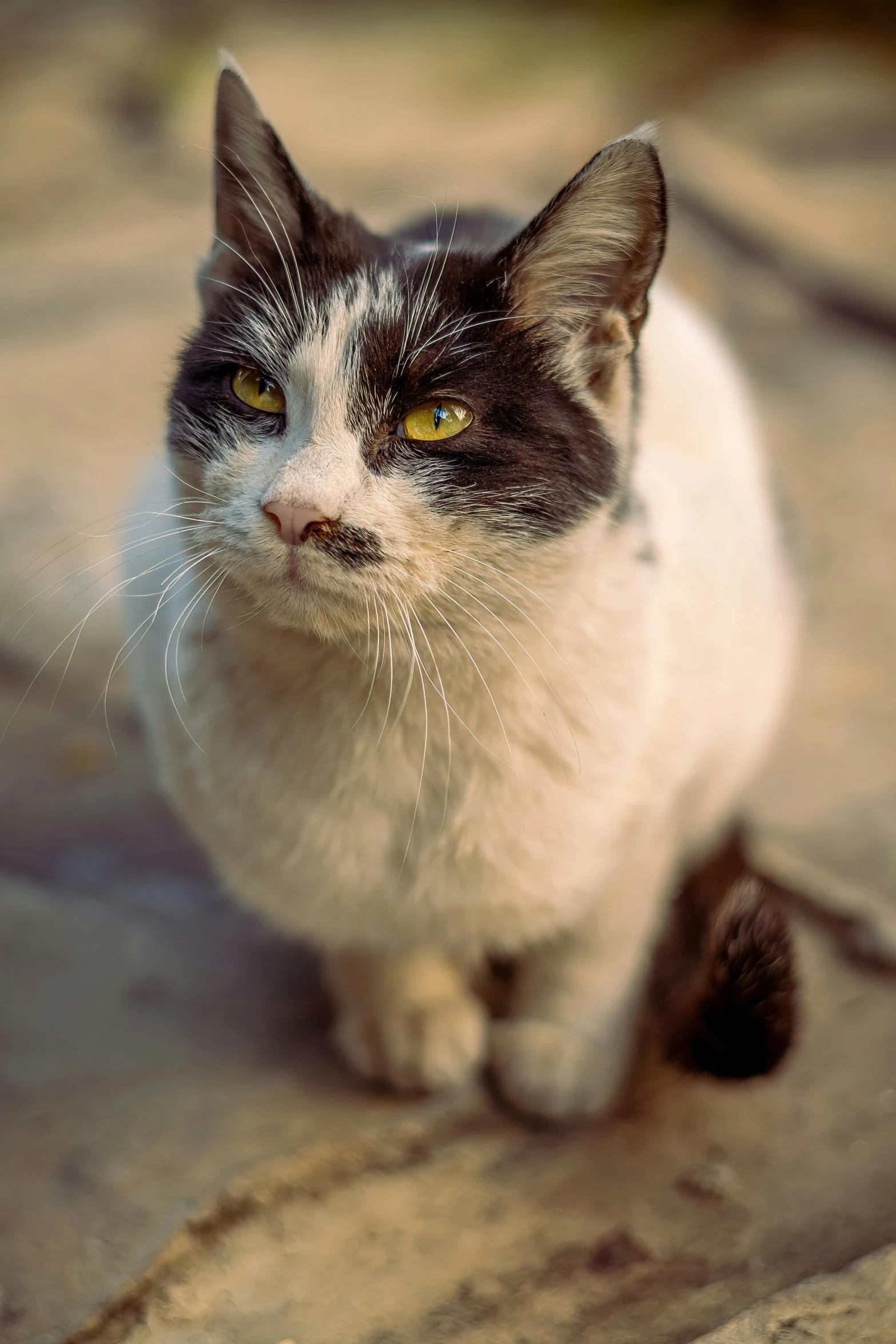 a close up of a black and white cat looking off to the right