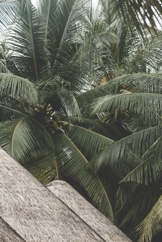 a palm tree with a wooden deck in front