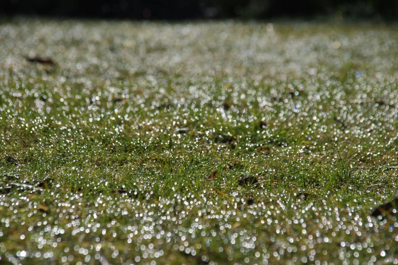 rain droplets are on the grass on a sunny day