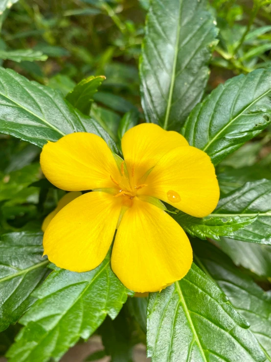 a close up of a yellow flower surrounded by green leaves