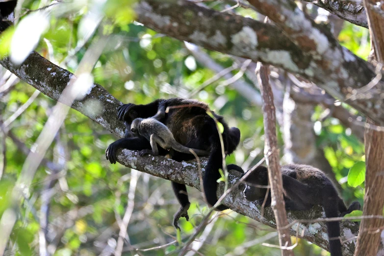 three monkeys laying on a nch in the wild