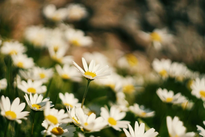 the daisies on a field of grass with the rocks in the background