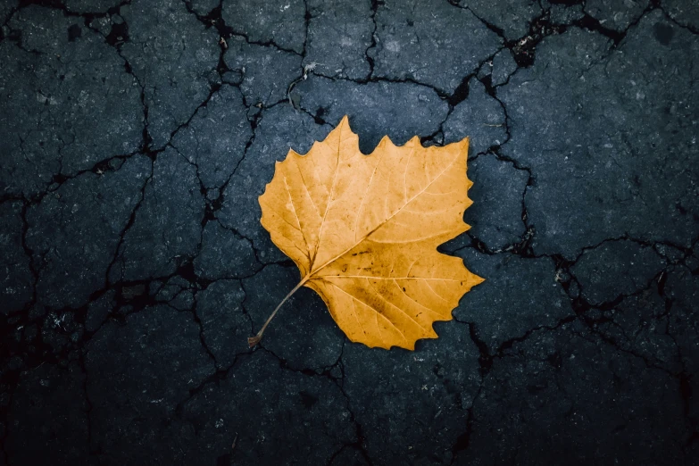 a yellow leaf sitting on a ed surface