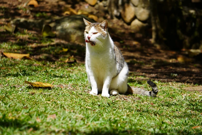 a white cat sitting on the ground near some leaves