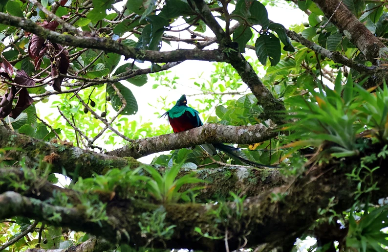 a bird sitting in the middle of a green leaf filled tree