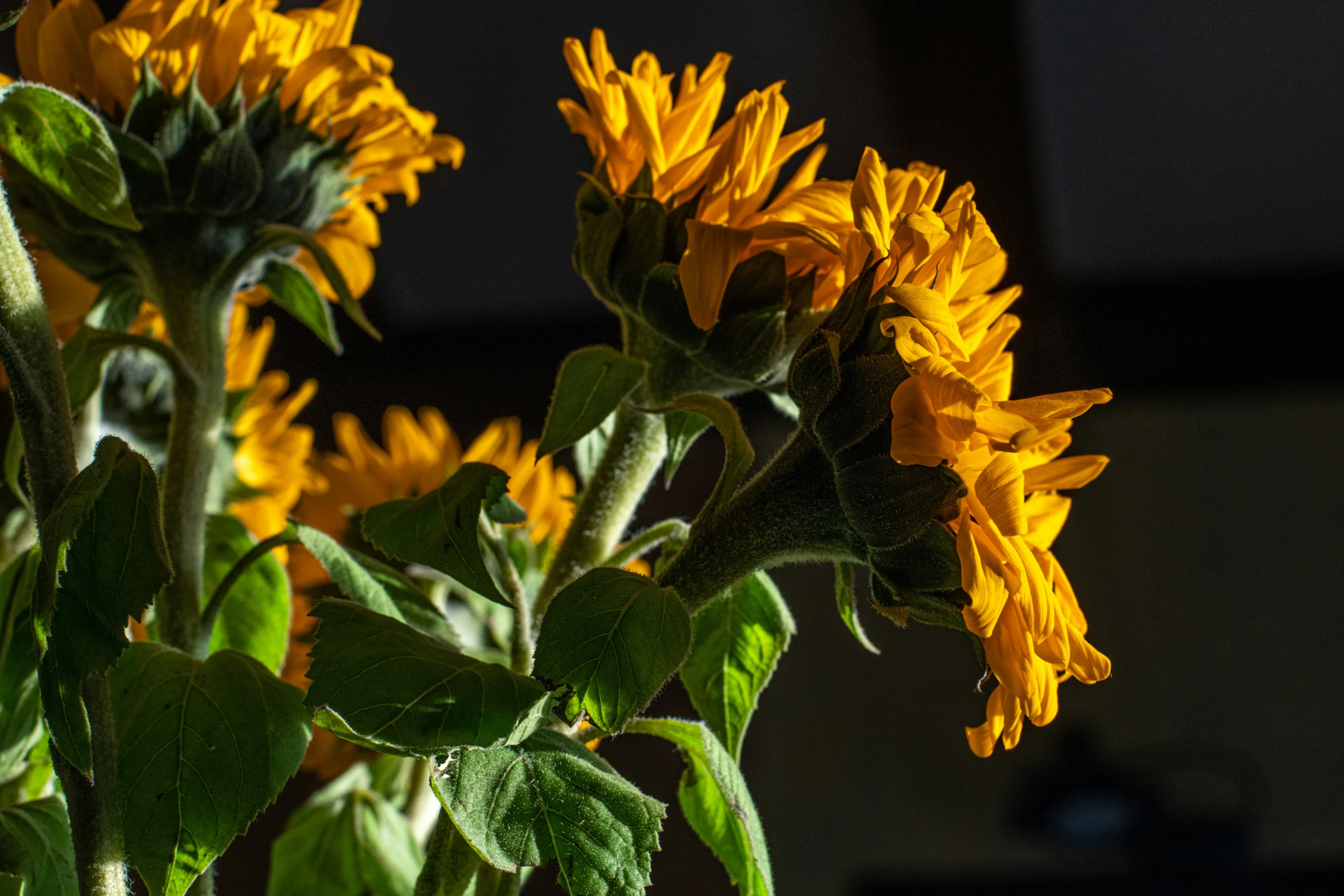 there are yellow flowers in a glass vase