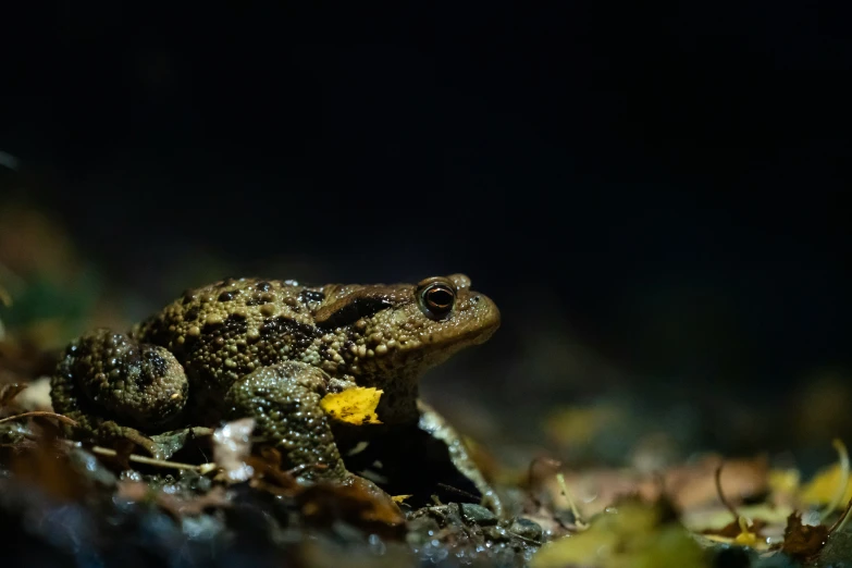 a frog sits on some leaves in the dark