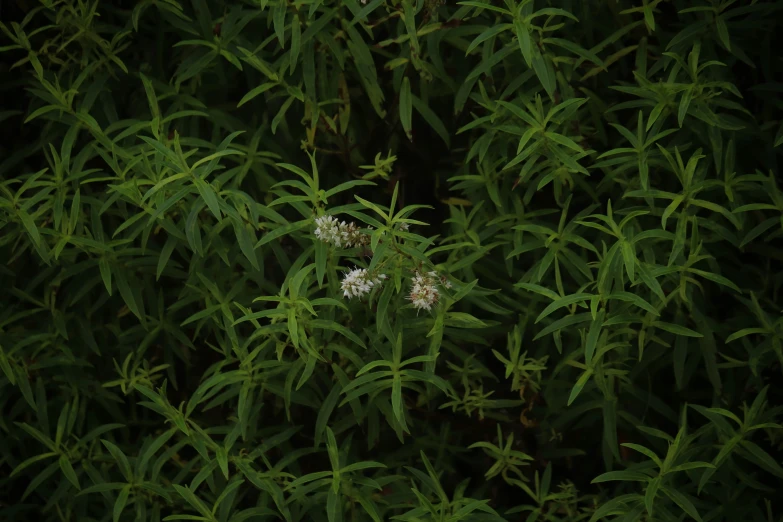 some small white flowers sitting on the side of some trees