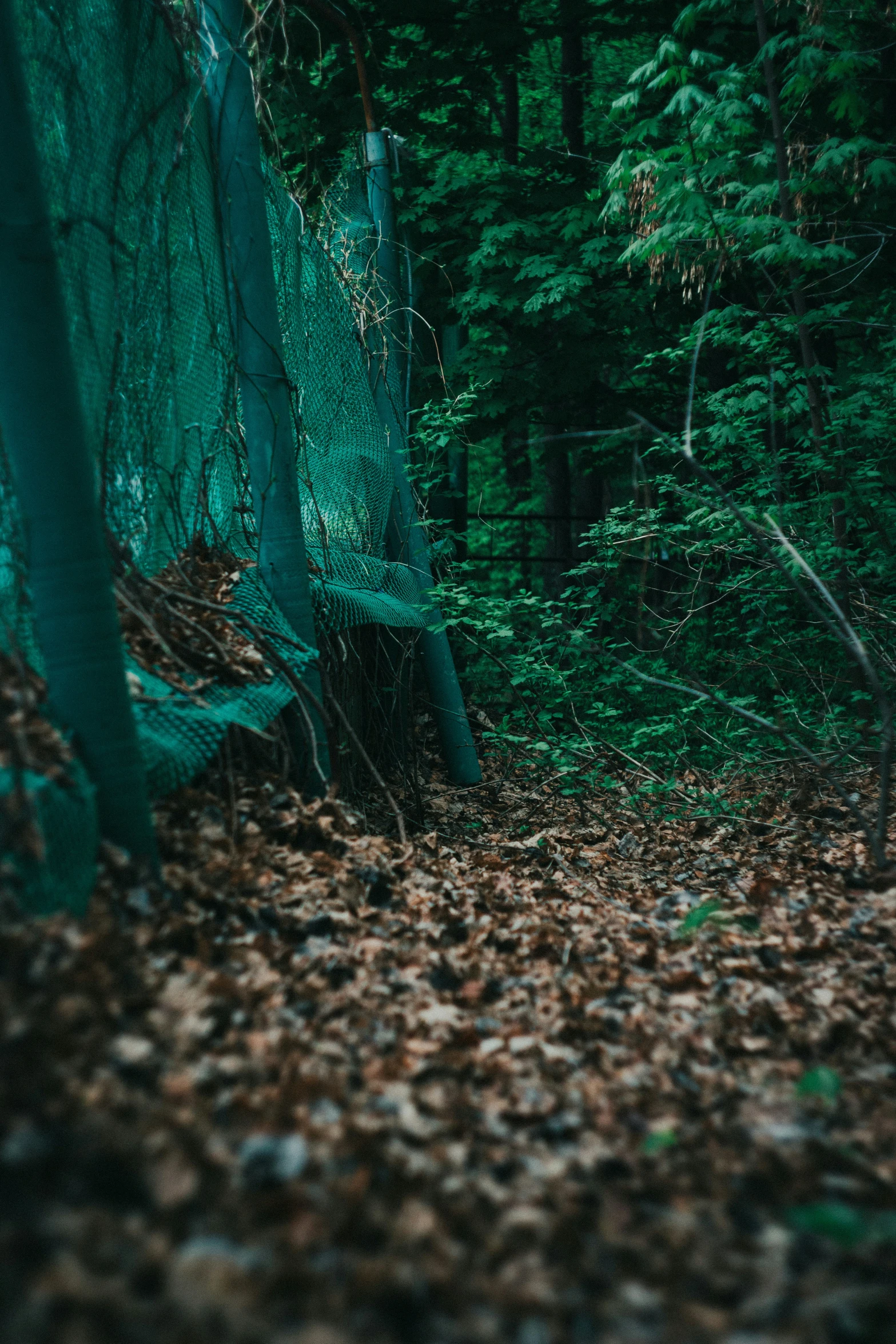 a lush green forest filled with leaves and a tree