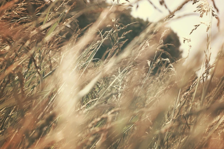 tall grass and trees on a cloudy day