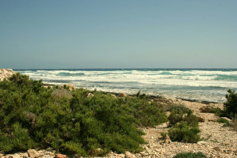 some green bushes and bushes in the beach