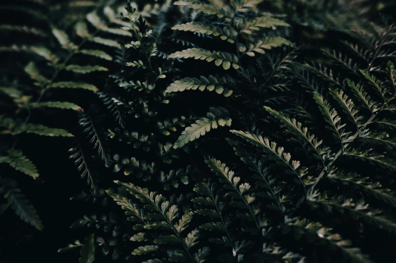 leaves that are outside close up to dark