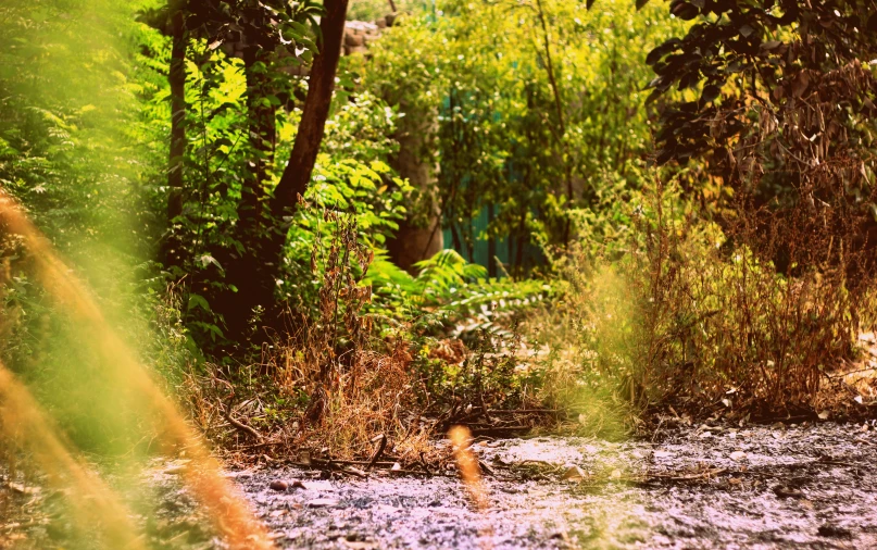 there is a river with trees near by