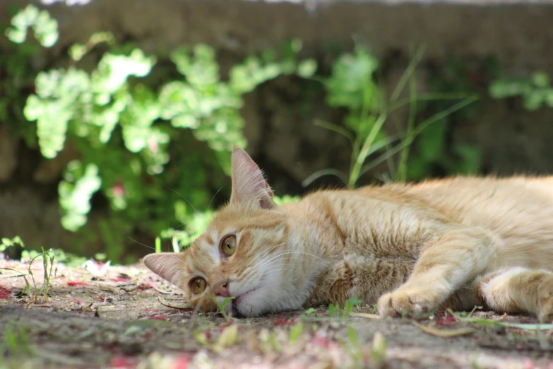 an orange cat laying on the ground in a field