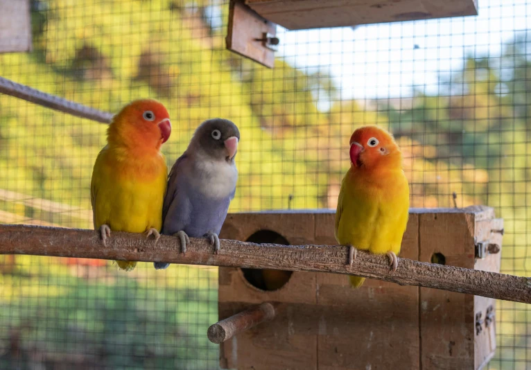 three colorful birds are sitting on a perch