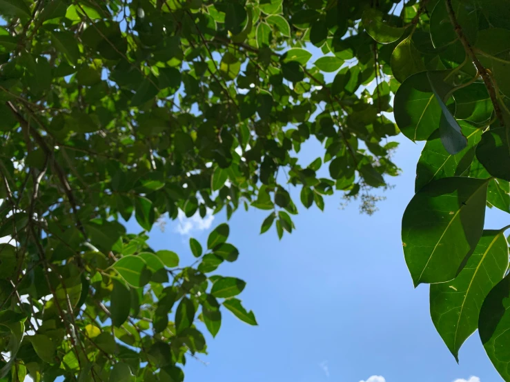 a view from under leaves of some trees