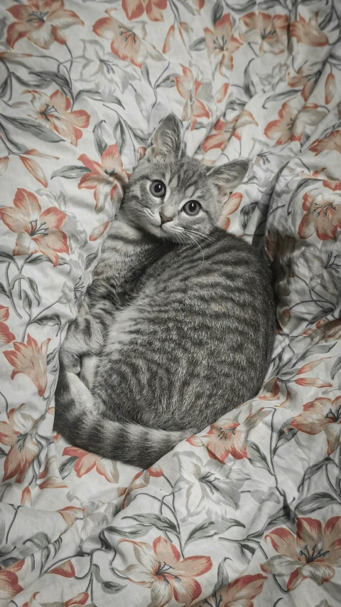a small cat laying down in the middle of a bed