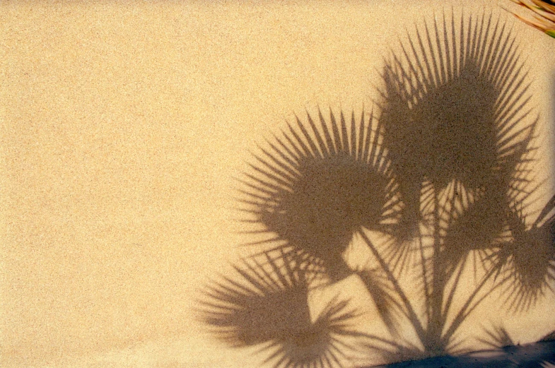 the shadow of a palm tree on a table